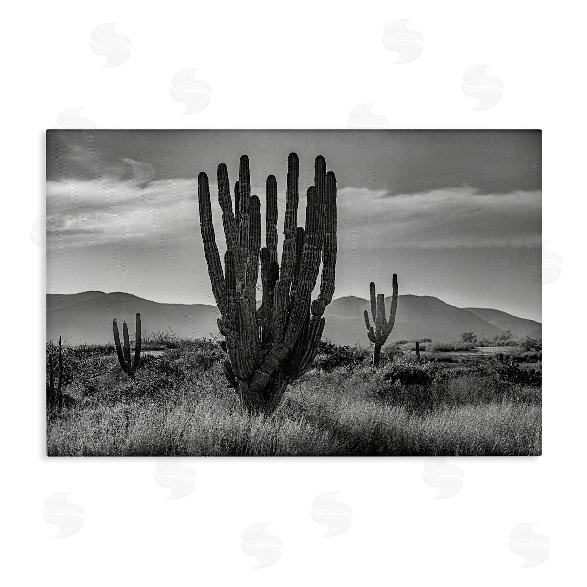 Norm Stelfox Cactus Sunset in Monochrome Canvas Wall Art Print