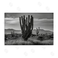 Norm Stelfox | Cactus Sunset in Monochrome