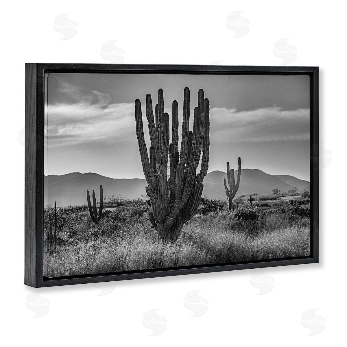 Norm Stelfox Cactus Sunset in Monochrome Canvas Wall Art Print