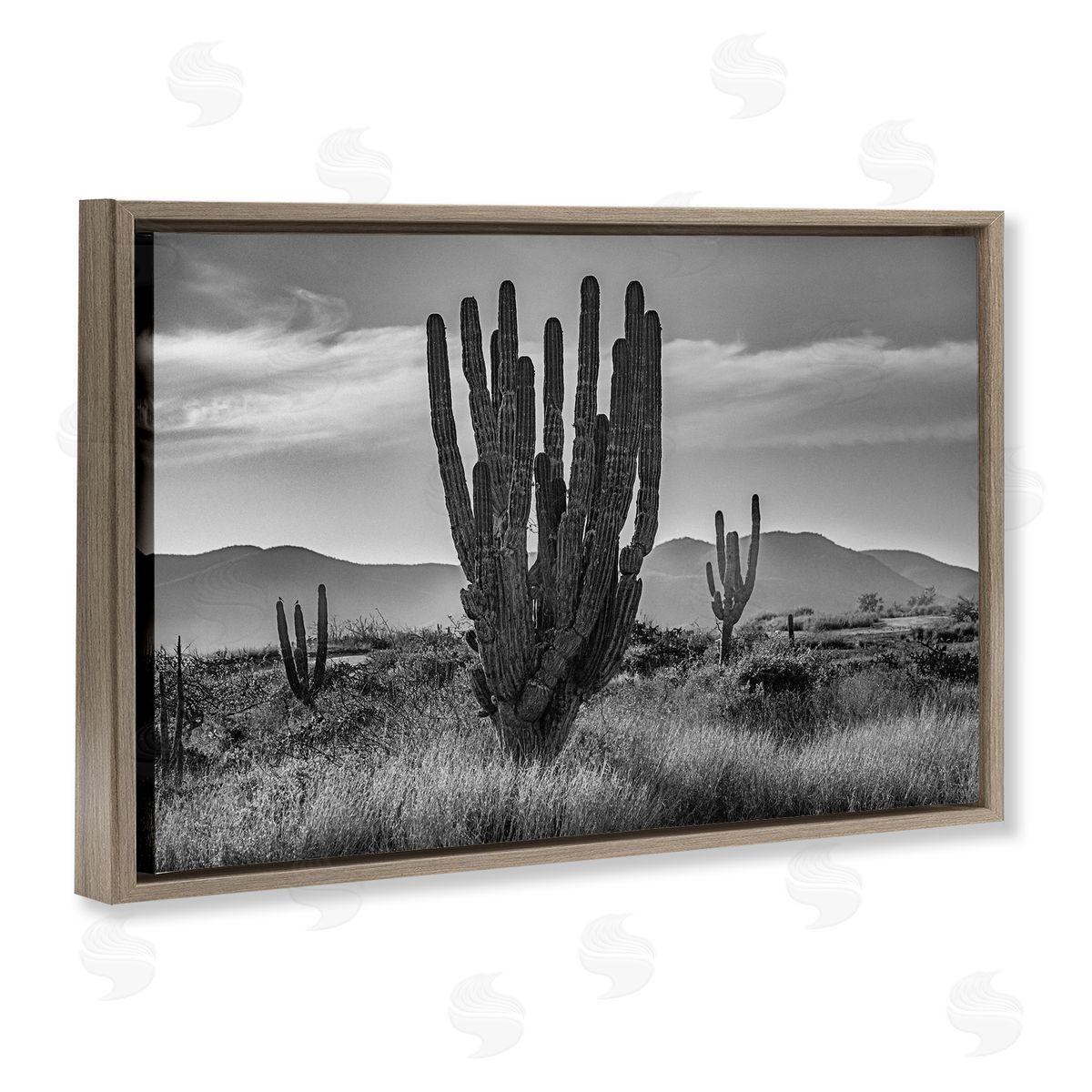 Norm Stelfox Cactus Sunset in Monochrome Canvas Wall Art Print