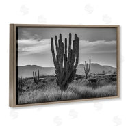 Norm Stelfox | Cactus Sunset in Monochrome
