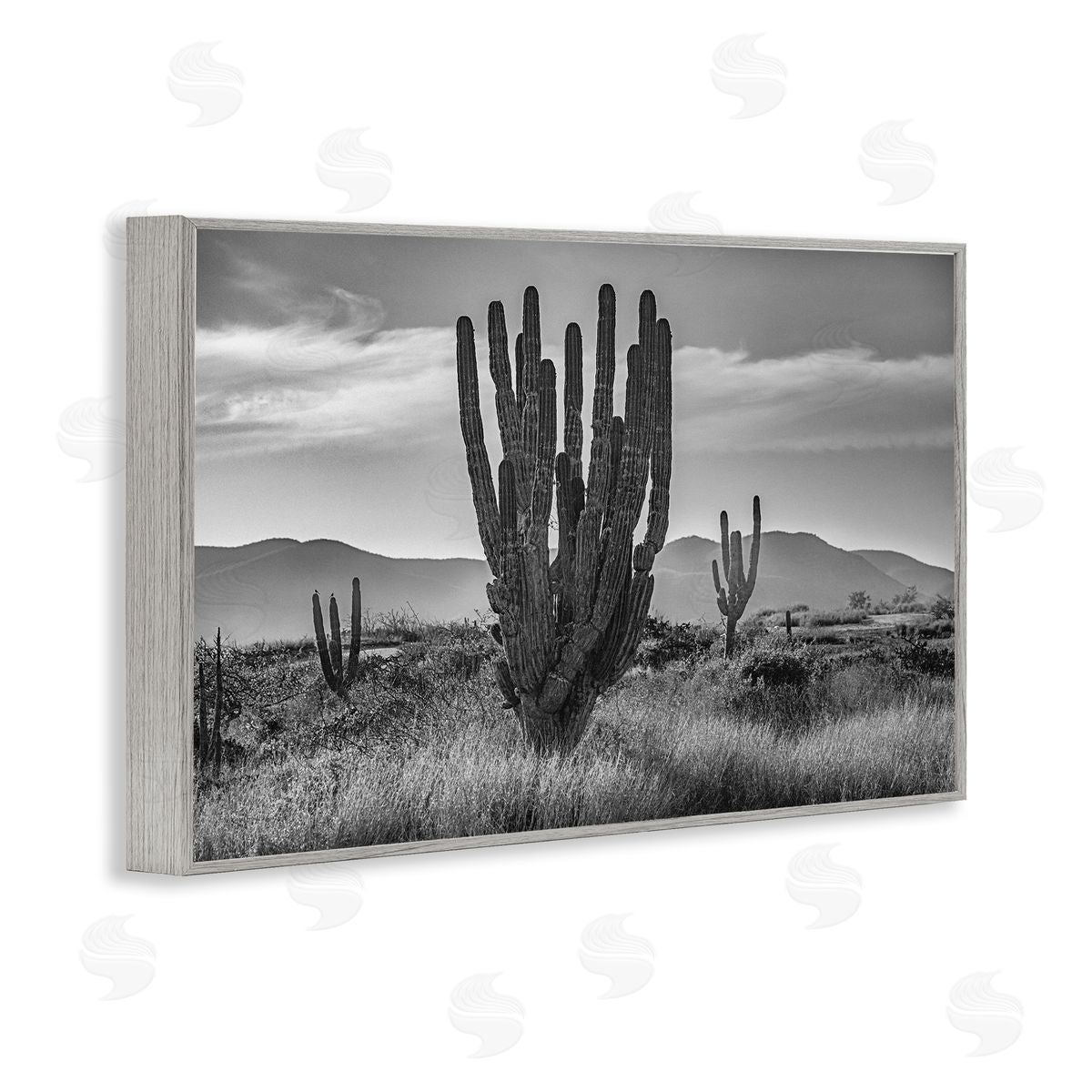 Norm Stelfox Cactus Sunset in Monochrome Canvas Wall Art Print