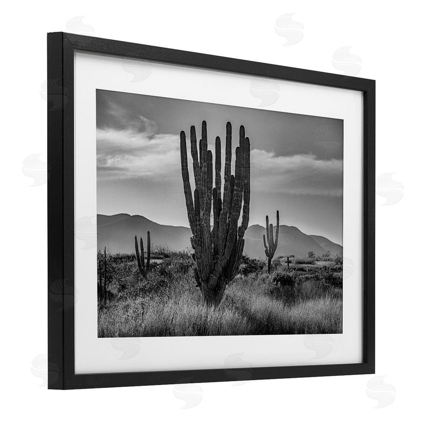 Norm Stelfox | Cactus Sunset in Monochrome