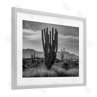 Norm Stelfox | Cactus Sunset in Monochrome