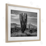 Norm Stelfox | Cactus Sunset in Monochrome