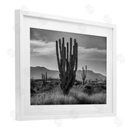 Norm Stelfox | Cactus Sunset in Monochrome