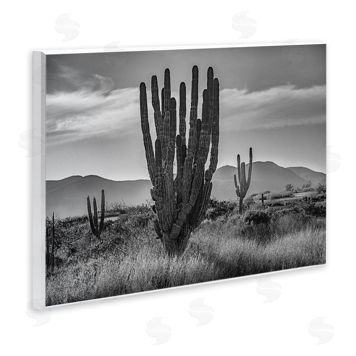 Norm Stelfox Cactus Sunset in Monochrome Canvas Wall Art Print