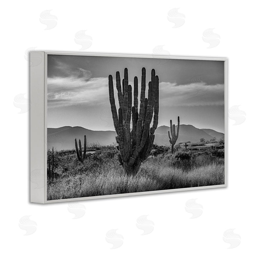 Norm Stelfox | Cactus Sunset in Monochrome