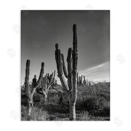 Norm Stelfox | Cactus Field & Vast Sky