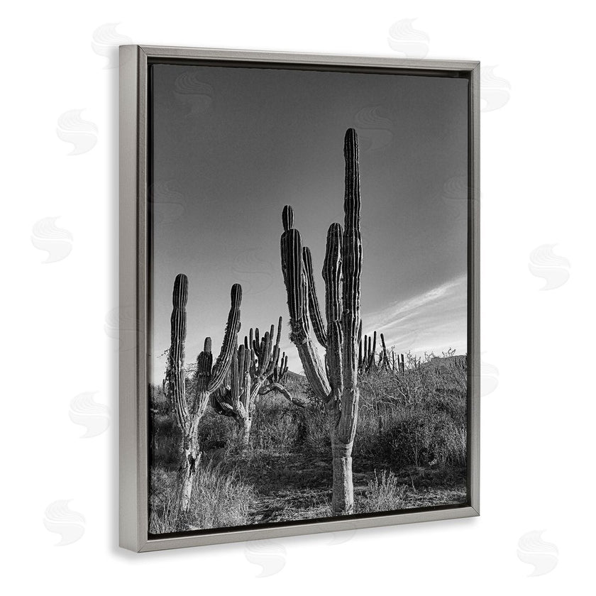 Norm Stelfox | Cactus Field & Vast Sky