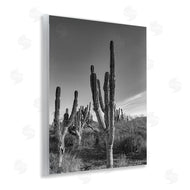 Norm Stelfox | Cactus Field & Vast Sky