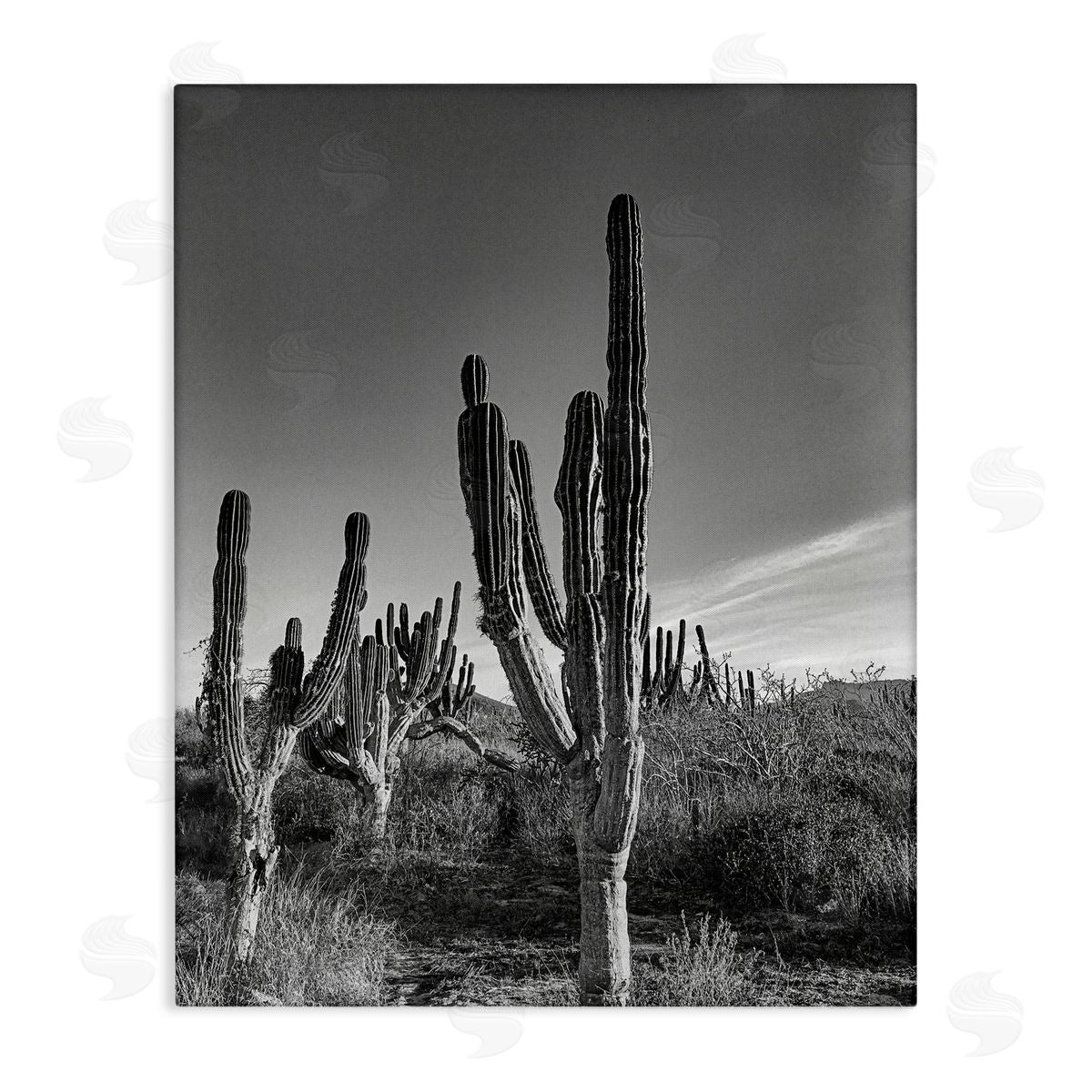 Norm Stelfox Sunlit Succulents Canyon Cacti Canvas Wall Art Print
