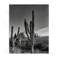 Norm Stelfox | Sunlit Succulents Canyon Cacti