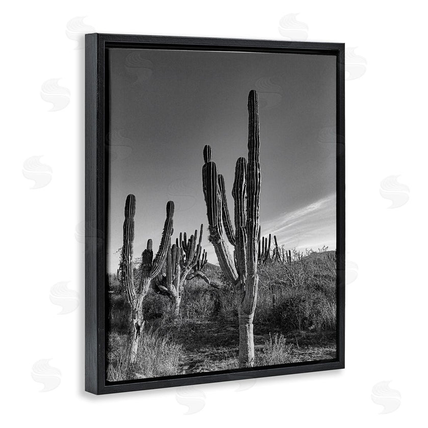Norm Stelfox | Sunlit Succulents Canyon Cacti