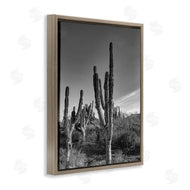 Norm Stelfox | Sunlit Succulents Canyon Cacti