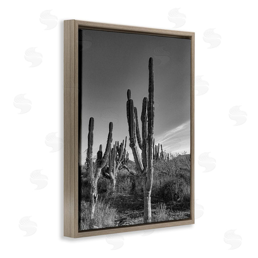 Norm Stelfox | Sunlit Succulents Canyon Cacti