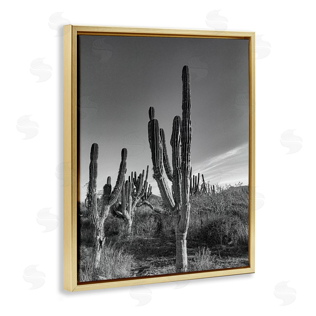 Norm Stelfox Sunlit Succulents Canyon Cacti Canvas Wall Art Print