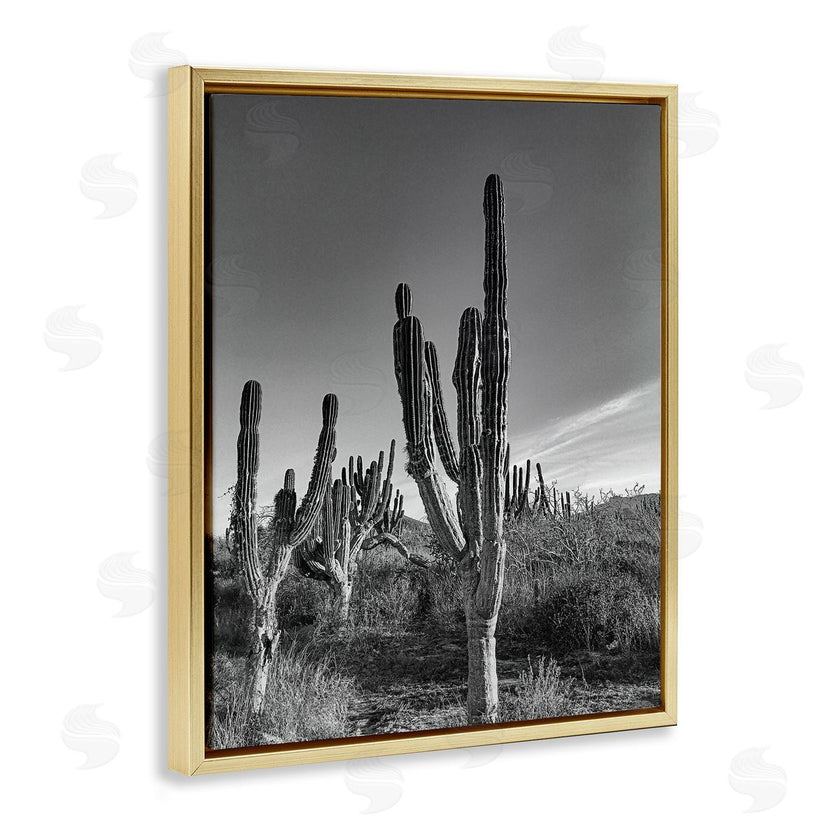 Norm Stelfox | Sunlit Succulents Canyon Cacti
