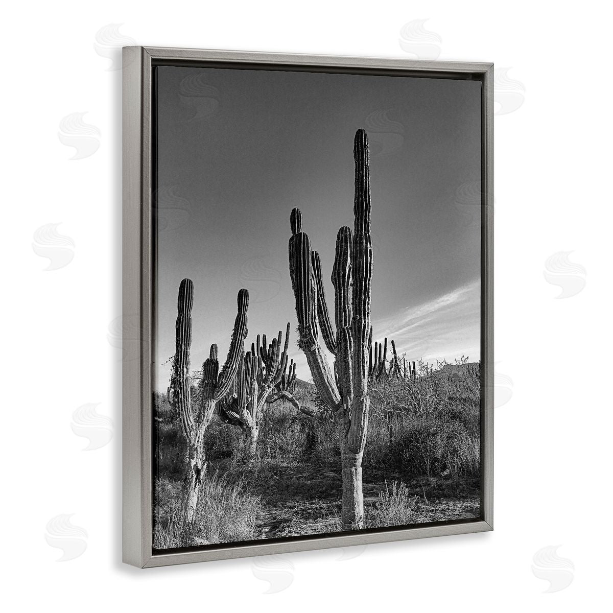 Norm Stelfox Sunlit Succulents Canyon Cacti Canvas Wall Art Print