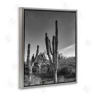 Norm Stelfox | Sunlit Succulents Canyon Cacti