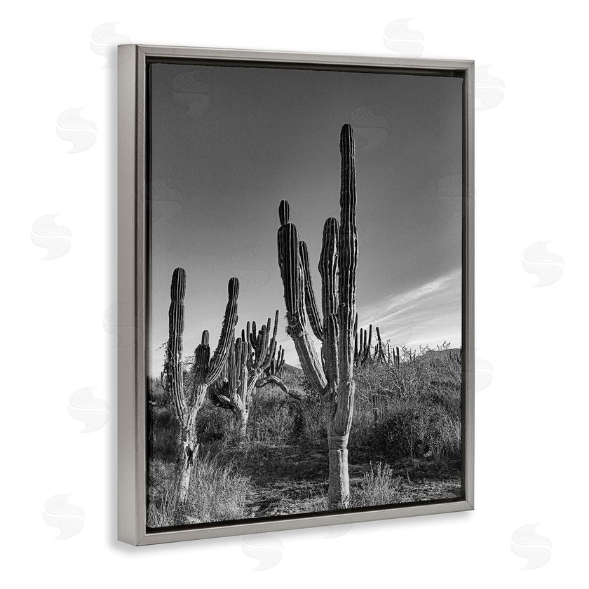 Norm Stelfox | Sunlit Succulents Canyon Cacti