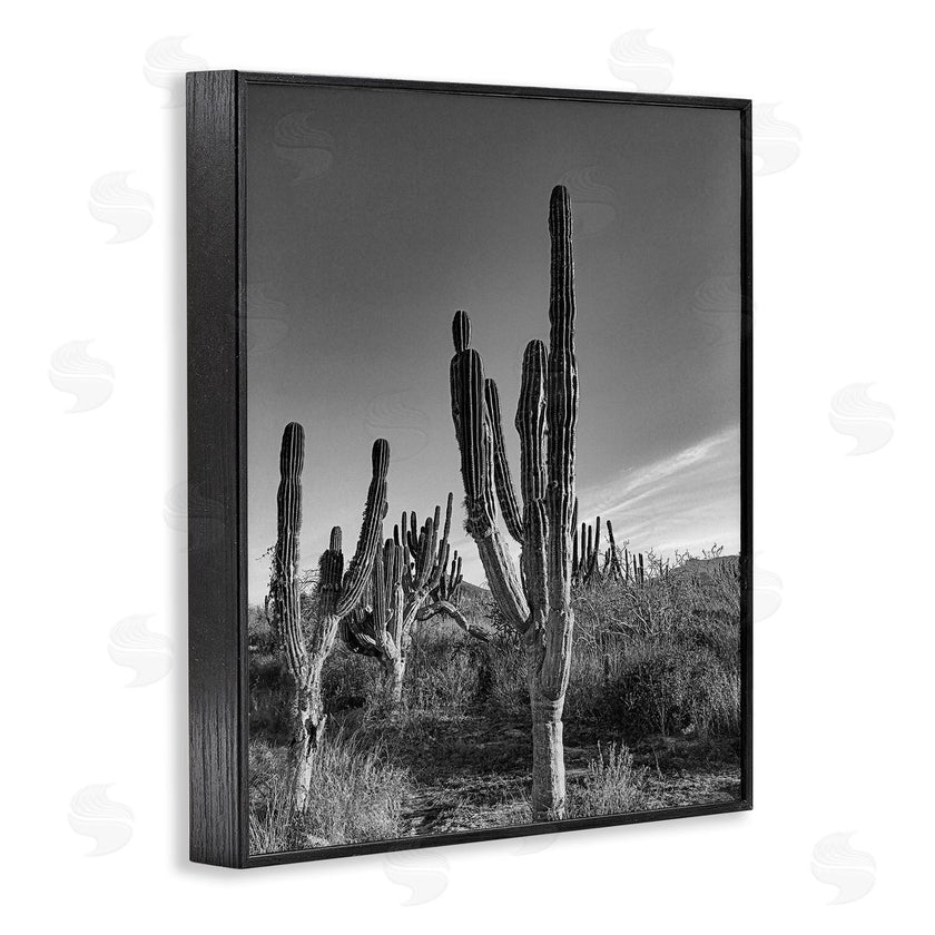 Norm Stelfox | Sunlit Succulents Canyon Cacti