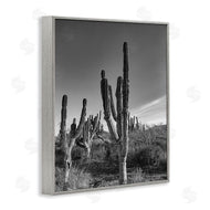Norm Stelfox | Sunlit Succulents Canyon Cacti