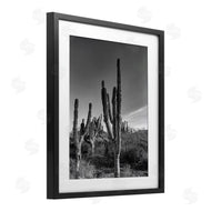Norm Stelfox | Sunlit Succulents Canyon Cacti