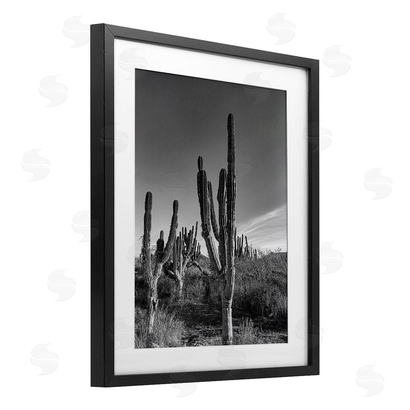 Norm Stelfox | Sunlit Succulents Canyon Cacti