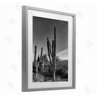 Norm Stelfox | Sunlit Succulents Canyon Cacti
