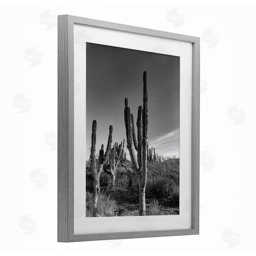 Norm Stelfox | Sunlit Succulents Canyon Cacti
