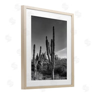 Norm Stelfox | Sunlit Succulents Canyon Cacti