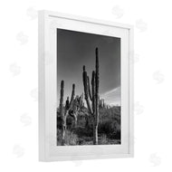 Norm Stelfox | Sunlit Succulents Canyon Cacti