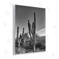 Norm Stelfox | Sunlit Succulents Canyon Cacti