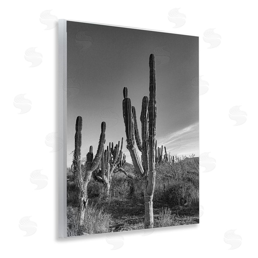 Norm Stelfox | Sunlit Succulents Canyon Cacti