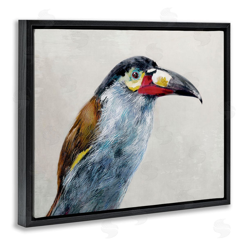 Jacob Q | Black Billed Mountain Toucan