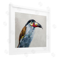 Jacob Q | Black Billed Mountain Toucan