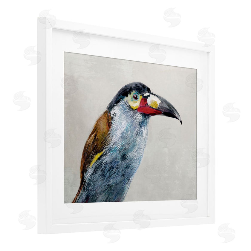 Jacob Q | Black Billed Mountain Toucan
