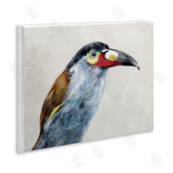 Jacob Q | Black Billed Mountain Toucan