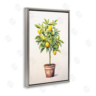 Andrea Haase | Citrus Tree Serenade