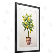 Andrea Haase | Citrus Tree Serenade