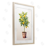Andrea Haase | Citrus Tree Serenade