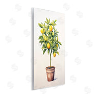 Andrea Haase | Citrus Tree Serenade
