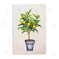 Andrea Haase | Citrus Serenade Plant