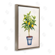 Andrea Haase | Citrus Serenade Plant