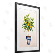 Andrea Haase | Citrus Serenade Plant