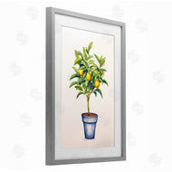 Andrea Haase | Citrus Serenade Plant