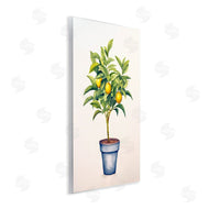 Andrea Haase | Citrus Serenade Plant