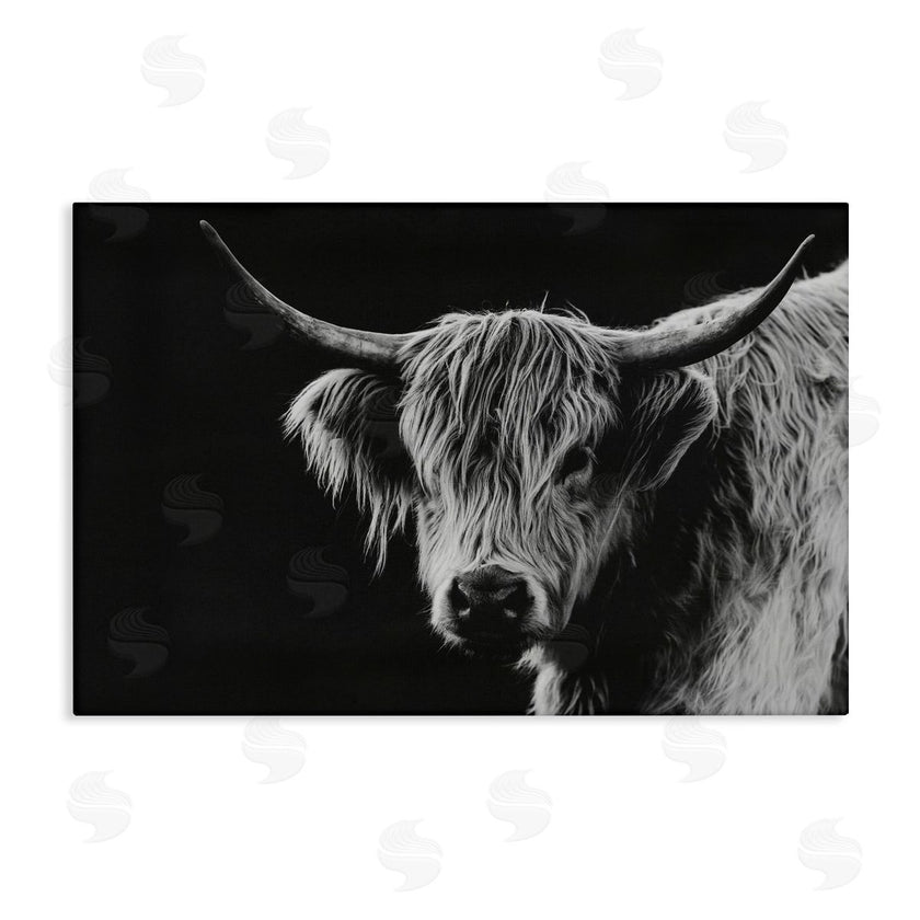 Crystal Lynn Collins | Scottish Highland Cattle