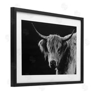 Crystal Lynn Collins | Scottish Highland Cattle